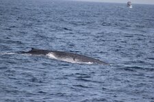 Baleine bleue, Balaenoptera musculus