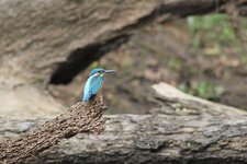 Martin-pêcheur méniting, Alcedo meninting