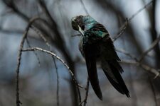 Colibri