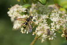 Tenthredo scrophulariae - sous réserve