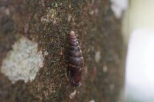 Escargot grimpeur
