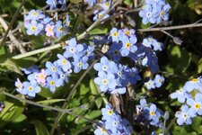 Myosotis sylvatica