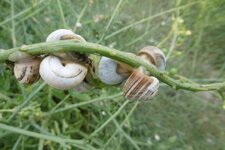 Limaçons (hélicelles)