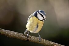 Mésange bleue