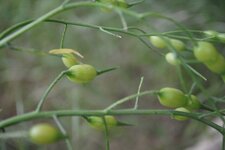 Radis sauvage, raphanus sativa