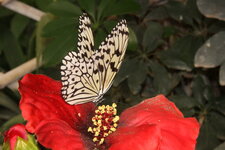 Idea leuconoe