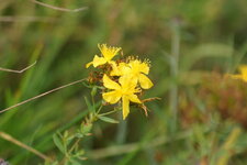 Millepertuis sp.