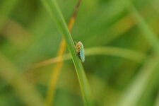 Cicadelle verte