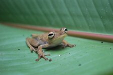 Grenouille