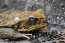 Crapaud Commun d