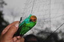 Tangara
