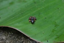 Grenouille