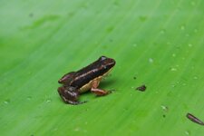 Dendrobate