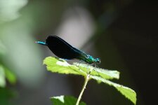 Libellule