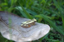 Dendropsophus sp.