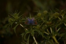 Argus bleu femelle (sous réserve)