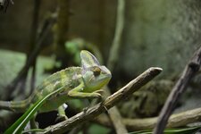 Caméléon