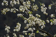Printemps ?!!!