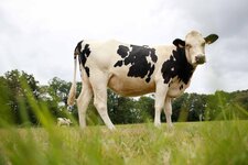 Vache, Bos taurus