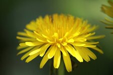 Fleur de pissenlit