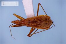 Nabis rufusculus