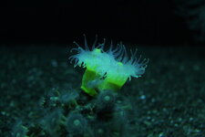 Corail jaune (dendrophyllia gornigera)