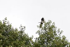 Cigogne noire