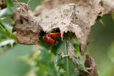 Coccinelles à 7 points