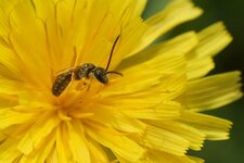 Abeille solitaire