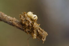 Larve de mouche