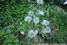 Pissenlit - Taraxacum sp.