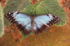 Morpho péleide