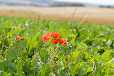 Coquelicots
