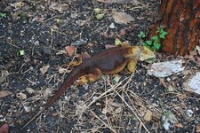 Iguane terrestre des Galapagos