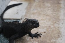 Iguane marin