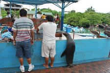 Otaries des Galapagos