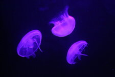 Aurelia aurita