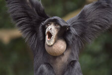 Gibbon fougueux