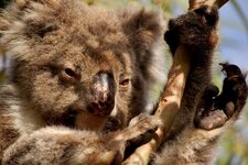 Koala karmique