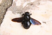 Xylocopa violacea