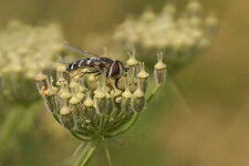 Syrphe pyrastre