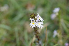 Euphraise sp.