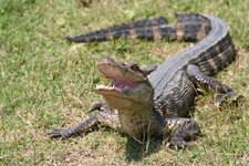 Alligator