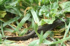 Triturus carnifex