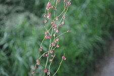 Oseille sauvage - Rumex sp.
