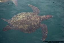 Tortue de mer