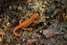 Salamandre nerveuse