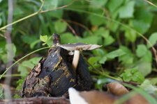 Champignon
