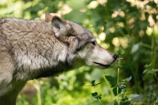 Loup de l