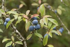 Prunelle ou Épine noire